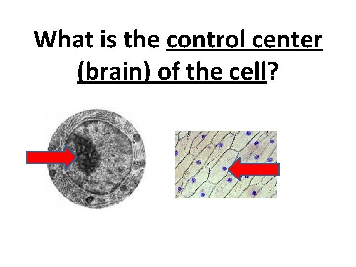 What is the control center (brain) of the cell? 