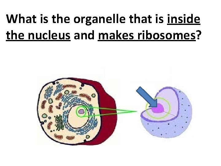 What is the organelle that is inside the nucleus and makes ribosomes? 