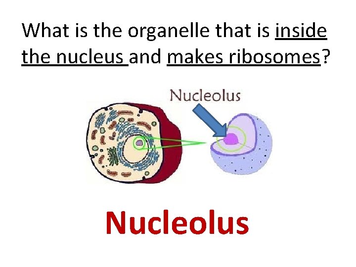 What is the organelle that is inside the nucleus and makes ribosomes? Nucleolus 