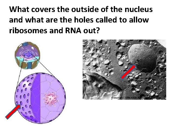 What covers the outside of the nucleus and what are the holes called to