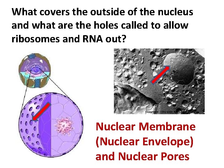 What covers the outside of the nucleus and what are the holes called to