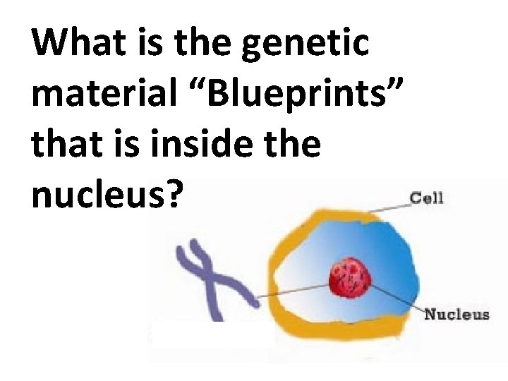 What is the genetic material “Blueprints” that is inside the nucleus? 