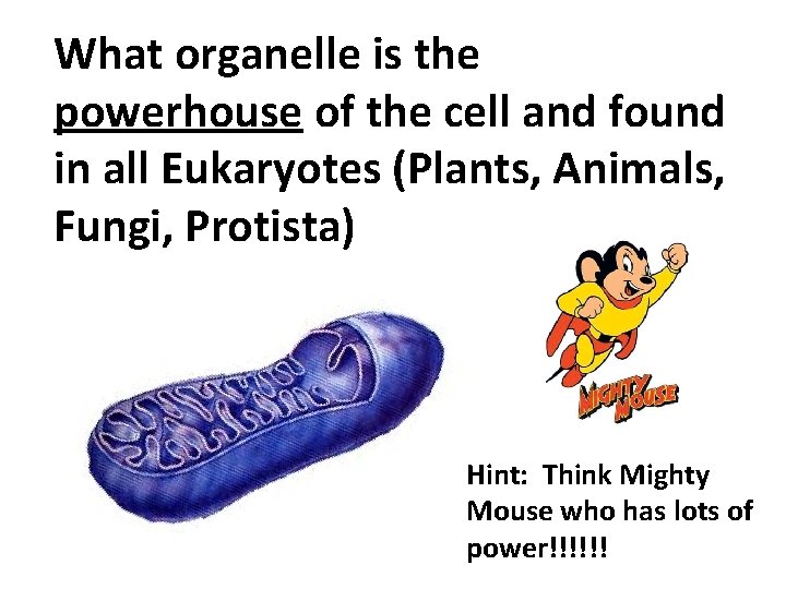 What organelle is the powerhouse of the cell and found in all Eukaryotes (Plants,
