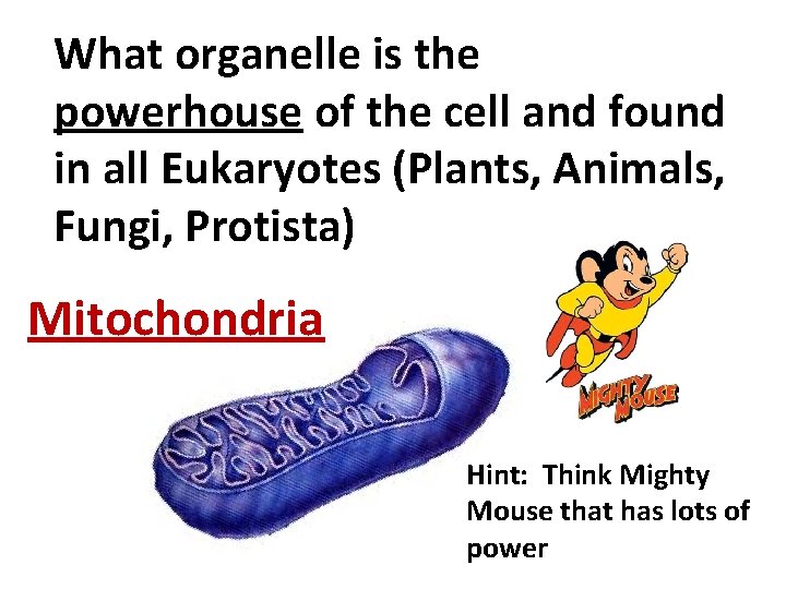 What organelle is the powerhouse of the cell and found in all Eukaryotes (Plants,