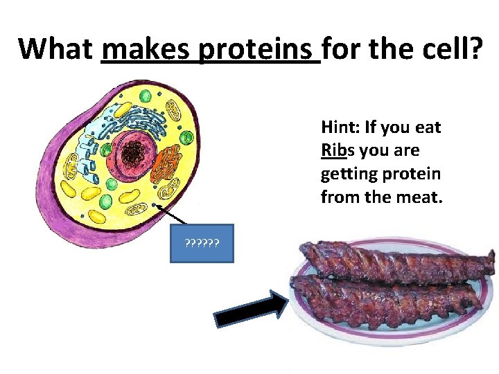 What makes proteins for the cell? Hint: If you eat Ribs you are getting