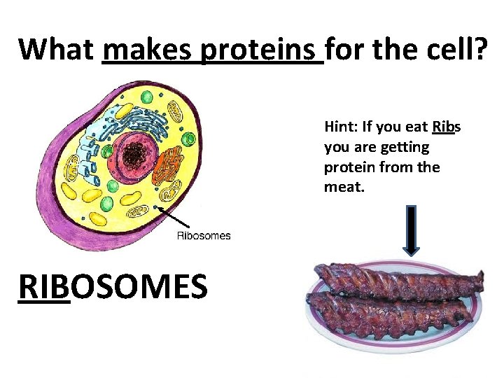 What makes proteins for the cell? Hint: If you eat Ribs you are getting