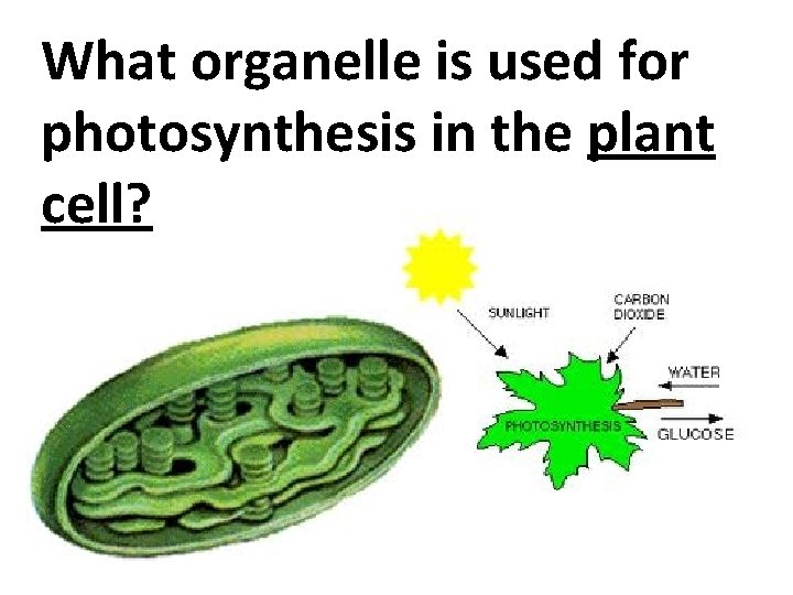 What organelle is used for photosynthesis in the plant cell? 