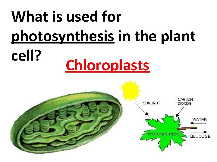 What is used for photosynthesis in the plant cell? Chloroplasts 