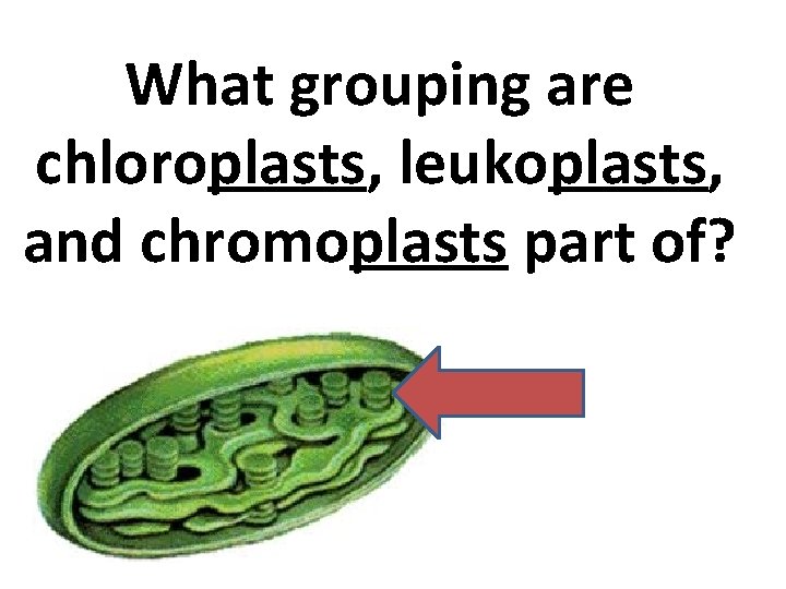 What grouping are chloroplasts, leukoplasts, and chromoplasts part of? 