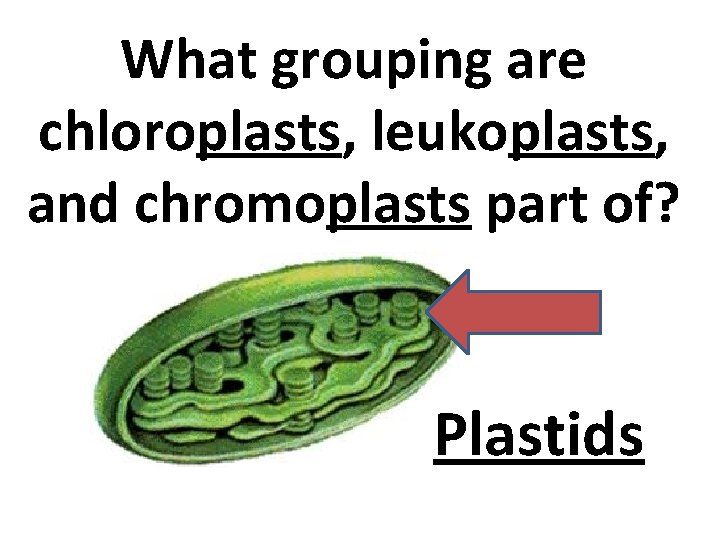 What grouping are chloroplasts, leukoplasts, and chromoplasts part of? Plastids 
