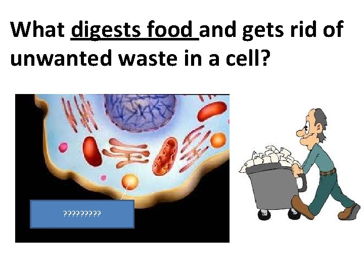 What digests food and gets rid of unwanted waste in a cell? ? ?