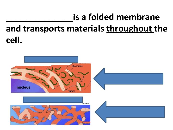 _______is a folded membrane and transports materials throughout the cell. 