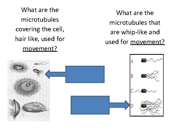 What are the microtubules covering the cell, hair like, used for movement? What are
