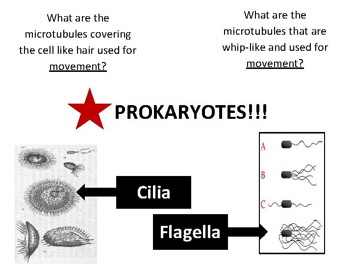 What are the microtubules that are whip-like and used for movement? What are the