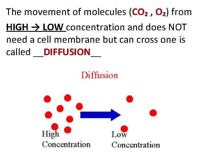 The movement of molecules (CO₂ , O₂) from HIGH → LOW concentration and does