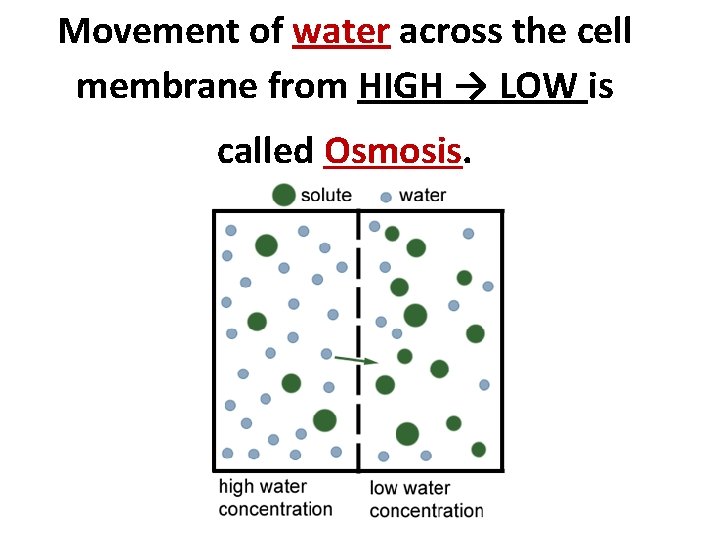 Movement of water across the cell membrane from HIGH → LOW is called Osmosis.