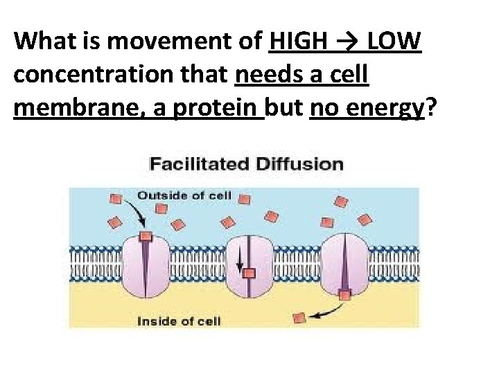 What is movement of HIGH → LOW concentration that needs a cell membrane, a
