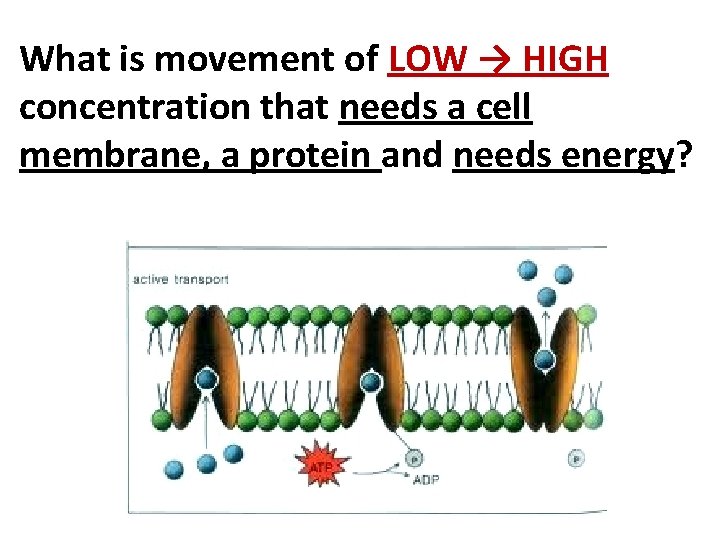 What is movement of LOW → HIGH concentration that needs a cell membrane, a