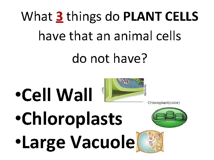 What 3 things do PLANT CELLS have that an animal cells do not have?