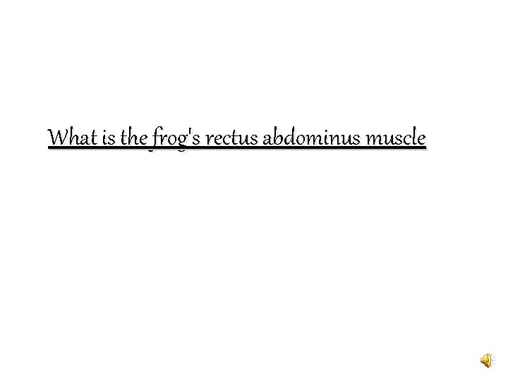 What is the frog's rectus abdominus muscle 
