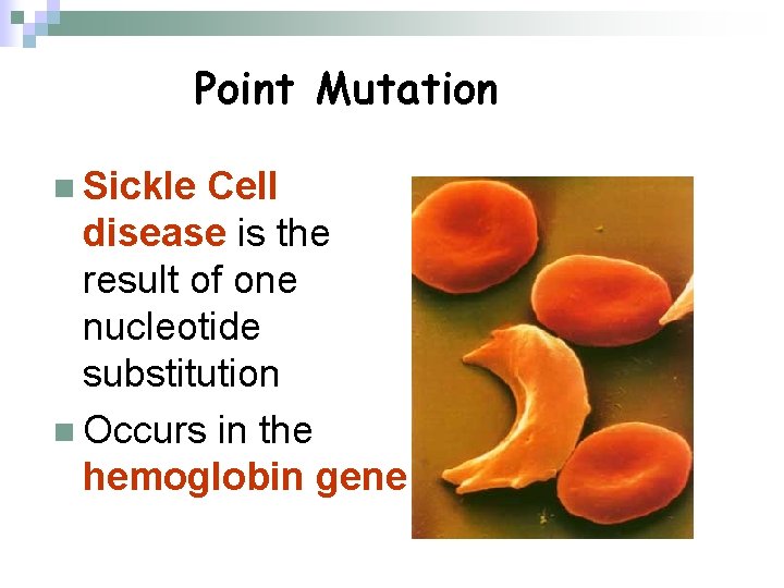 Point Mutation n Sickle Cell disease is the result of one nucleotide substitution n