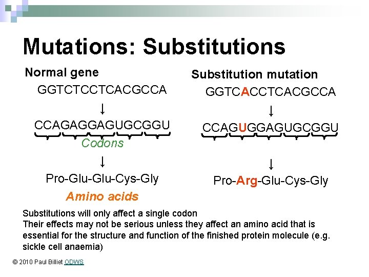 Mutations: Substitutions Normal gene GGTCTCCTCACGCCA ↓ CCAGAGGAGUGCGGU Codons ↓ Pro-Glu-Cys-Gly Amino acids Substitution mutation
