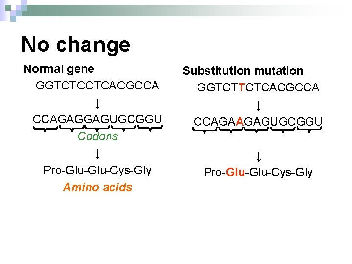 No change Normal gene GGTCTCCTCACGCCA ↓ CCAGAGGAGUGCGGU Codons ↓ Pro-Glu-Cys-Gly Amino acids Substitution mutation