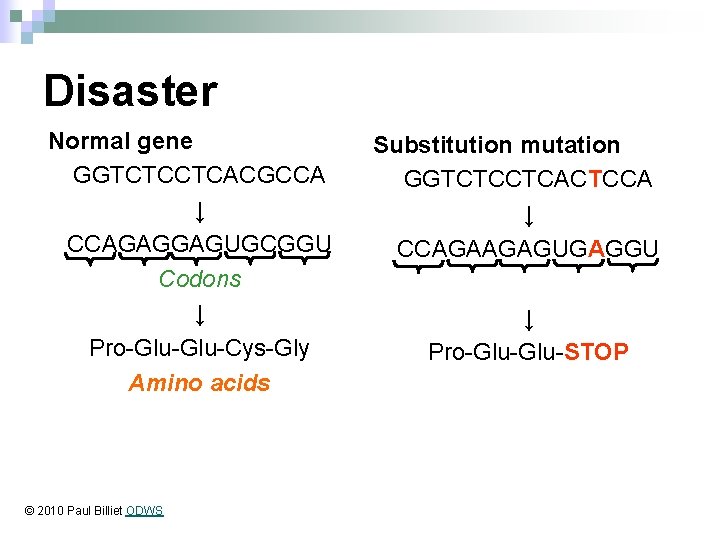 Disaster Normal gene GGTCTCCTCACGCCA ↓ CCAGAGGAGUGCGGU Codons ↓ Pro-Glu-Cys-Gly Amino acids © 2010 Paul