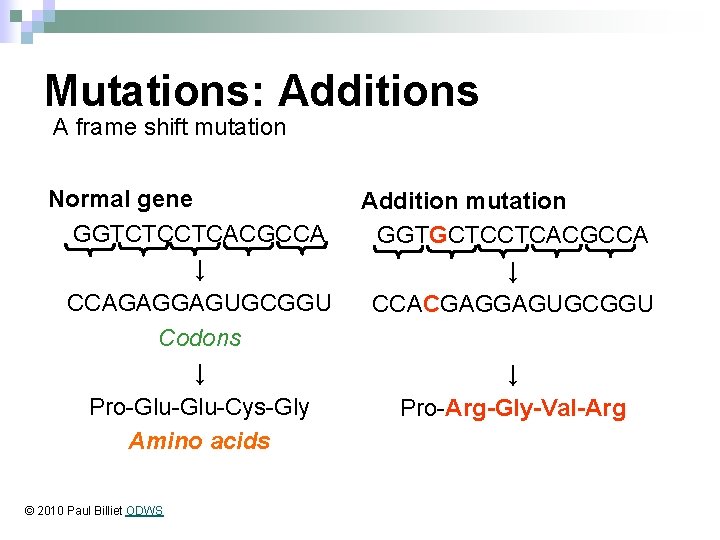 Mutations: Additions A frame shift mutation Normal gene GGTCTCCTCACGCCA ↓ CCAGAGGAGUGCGGU Codons ↓ Pro-Glu-Cys-Gly