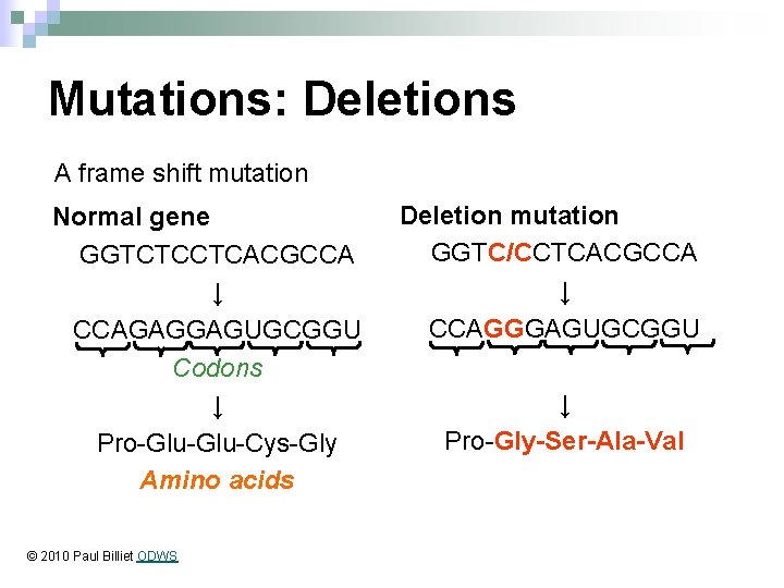 Mutations: Deletions A frame shift mutation Normal gene GGTCTCCTCACGCCA ↓ CCAGAGGAGUGCGGU Codons ↓ Pro-Glu-Cys-Gly