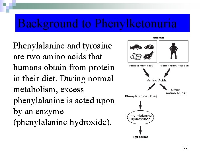 Background to Phenylketonuria Phenylalanine and tyrosine are two amino acids that humans obtain from