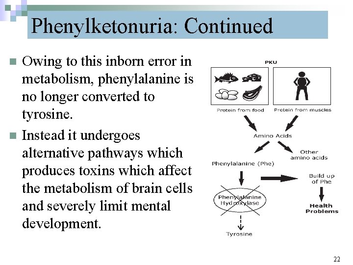 Phenylketonuria: Continued n n Owing to this inborn error in metabolism, phenylalanine is no