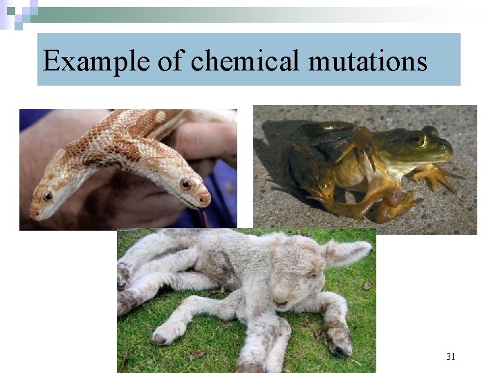 Example of chemical mutations Mrs Smith: Ch 13: Mutations an Chromosomal Abnormalities 31 