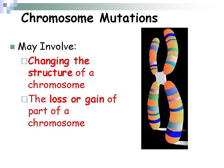 Chromosome Mutations n May Involve: ¨Changing the structure of a chromosome ¨The loss or
