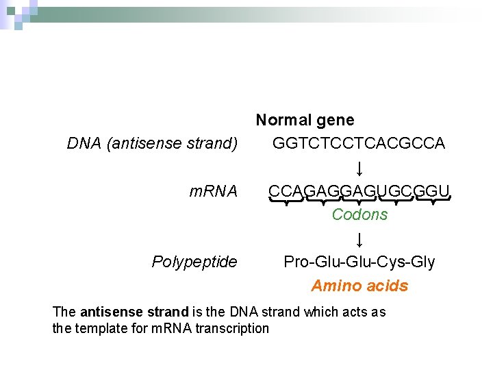 DNA (antisense strand) m. RNA Polypeptide Normal gene GGTCTCCTCACGCCA ↓ CCAGAGGAGUGCGGU Codons ↓ Pro-Glu-Cys-Gly