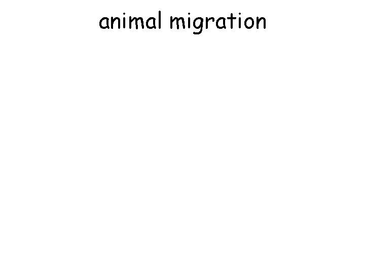 animal migration 