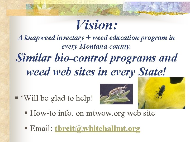 Vision: A knapweed insectary + weed education program in every Montana county. Similar bio-control