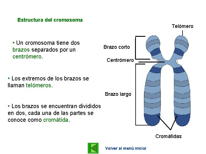 Estructura del cromosoma Telómero • Un cromosoma tiene dos brazos separados por un centrómero.