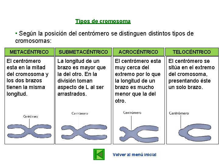 Tipos de cromosoma • Según la posición del centrómero se distinguen distintos tipos de