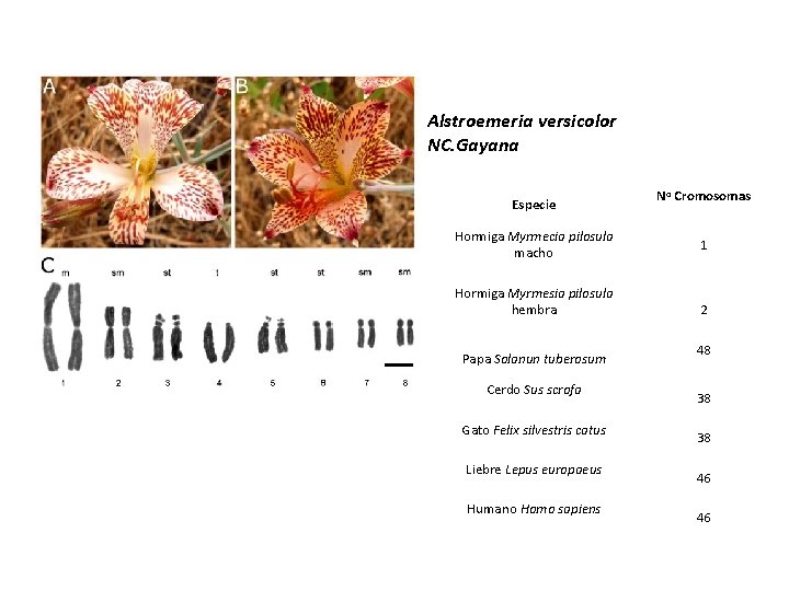Alstroemeria versicolor NC. Gayana Especie Hormiga Myrmecia pilosula macho Hormiga Myrmesia pilosula hembra Papa