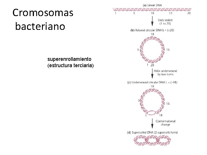 Cromosomas bacteriano superenrollamiento (estructura terciaria) 