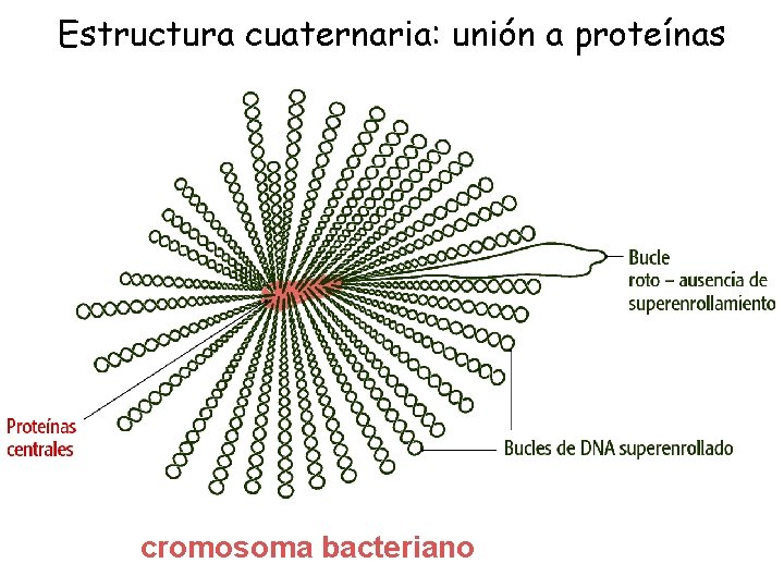 Estructura cuaternaria: unión a proteínas cromosoma bacteriano 