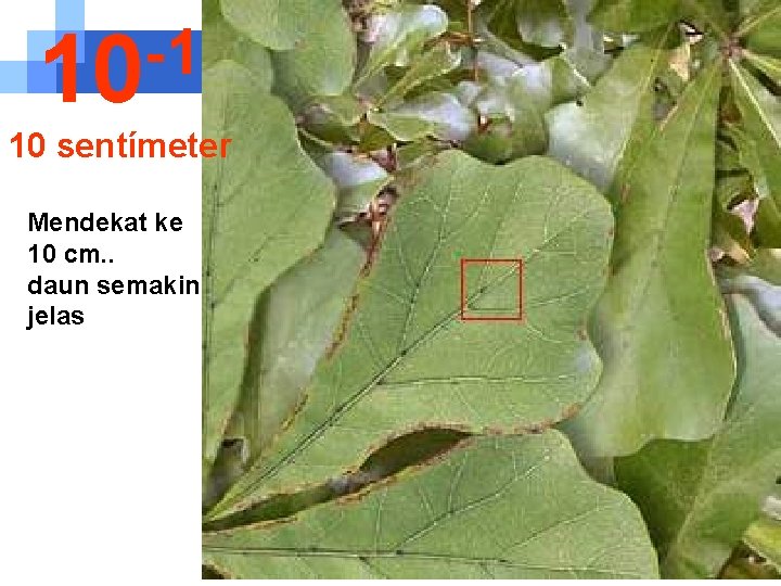 -1 10 10 sentímeter Mendekat ke 10 cm. . daun semakin jelas 