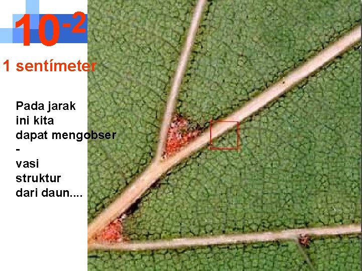 -2 10 1 sentímeter Pada jarak ini kita dapat mengobser vasi struktur dari daun.