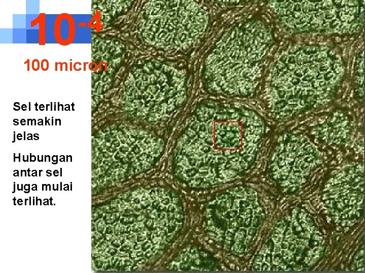 -4 10 100 micron Sel terlihat semakin jelas Hubungan antar sel juga mulai terlihat.