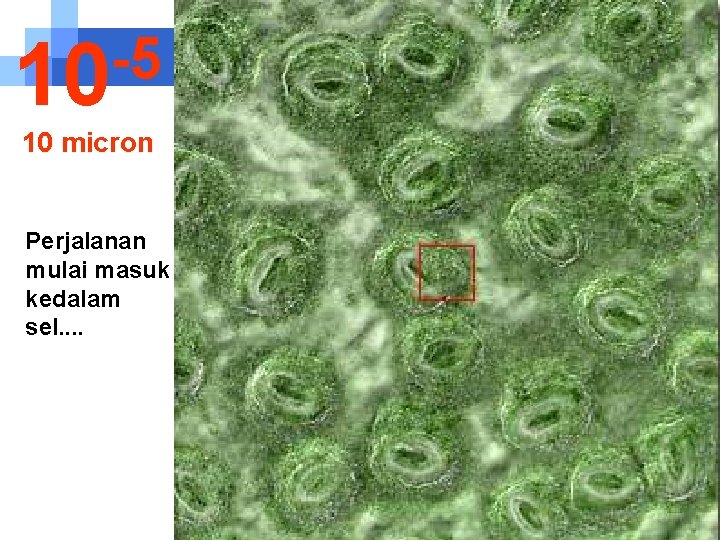 -5 10 10 micron Perjalanan mulai masuk kedalam sel. . 