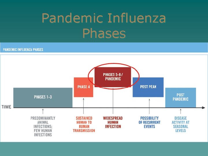 Pandemic Influenza Phases u u Time: Mondays and Wednesdays 4: 10 -5: 20 p.