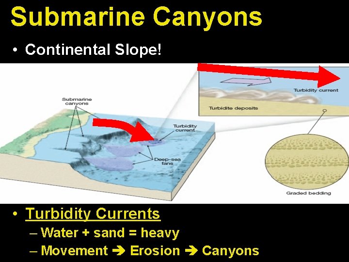 Submarine Canyons • Continental Slope! • Turbidity Currents – Water + sand = heavy