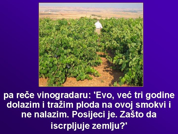 pa reče vinogradaru: 'Evo, već tri godine dolazim i tražim ploda na ovoj smokvi