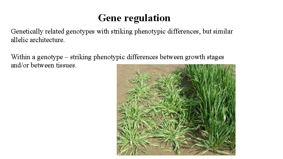 Gene regulation Genetically related genotypes with striking phenotypic differences, but similar allelic architecture. Within